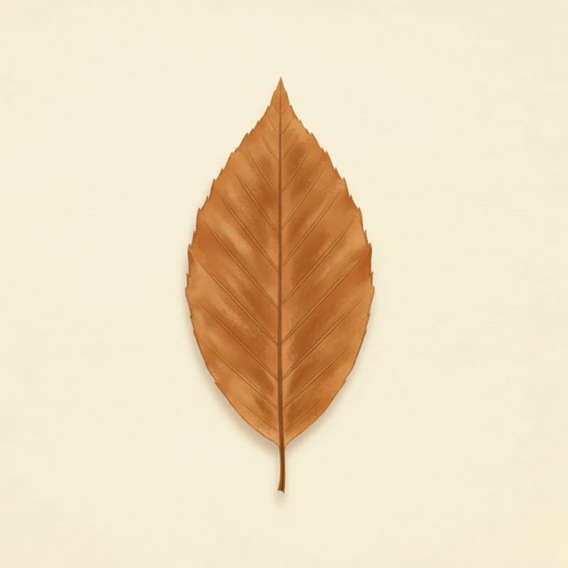 American beech (Fagus grandifolia) — pressed-leaf specimen at peak fall color