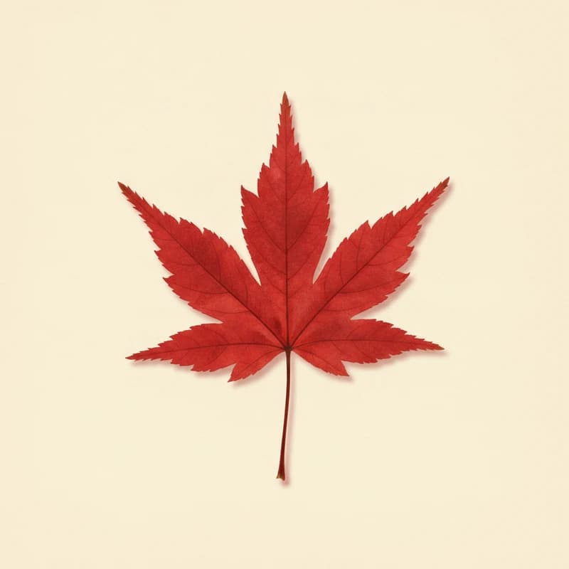 Red maple (Acer rubrum) — pressed-leaf specimen at peak fall color