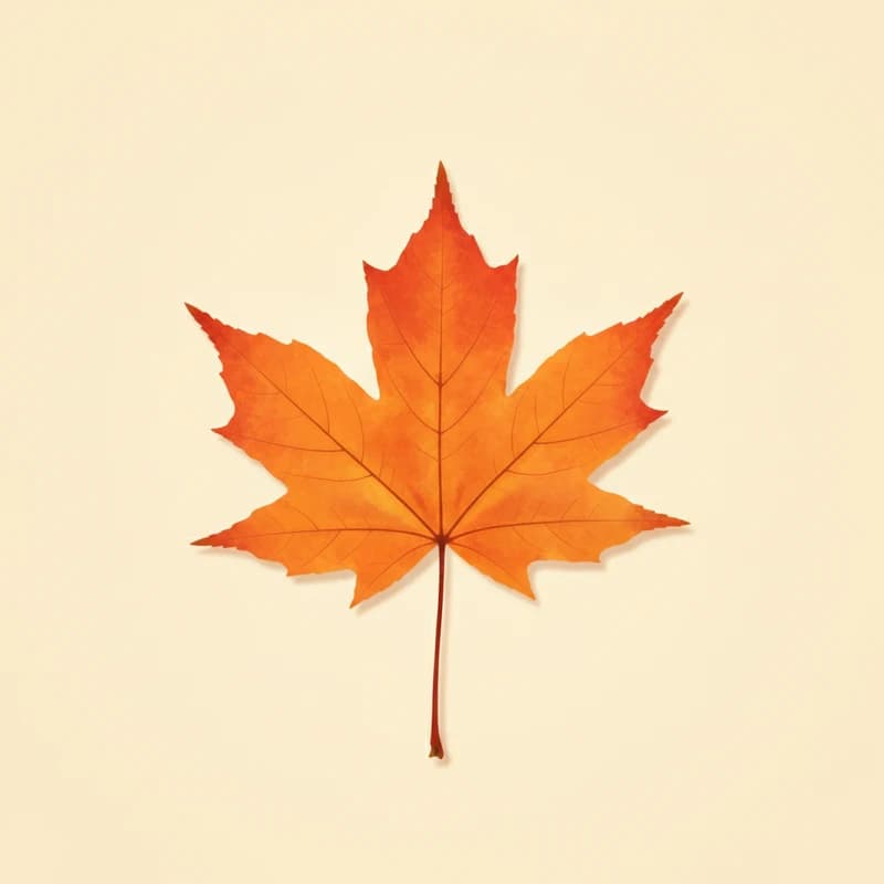 Sugar maple (Acer saccharum) — pressed-leaf specimen at peak fall color