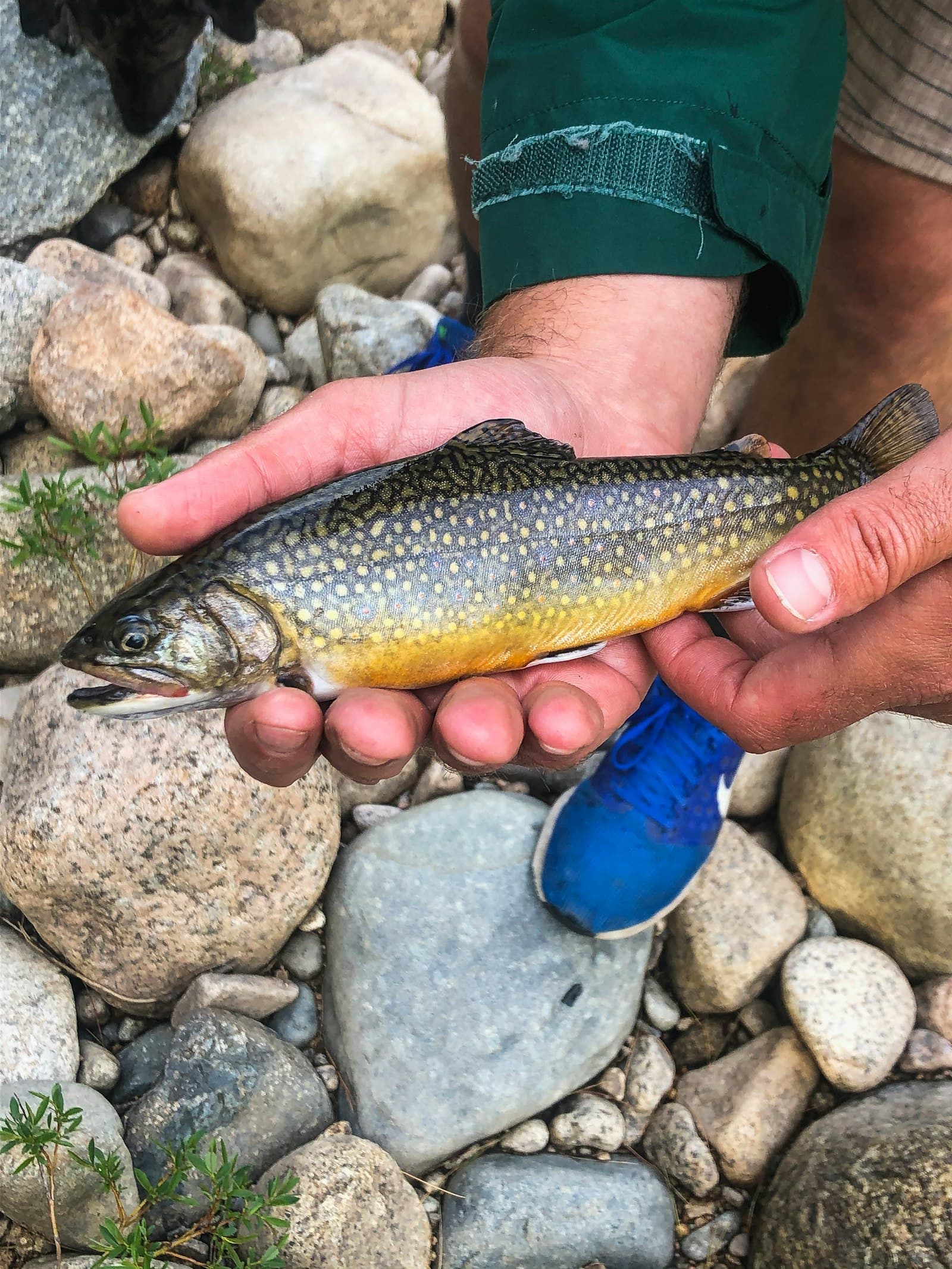 A wild Adirondack brook trout being released back into a cold, clear pond