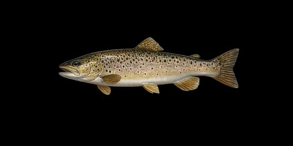 Brown trout