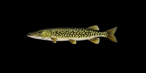 Chain pickerel