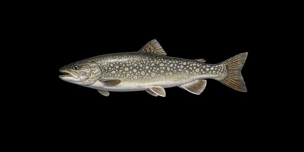 Lake trout