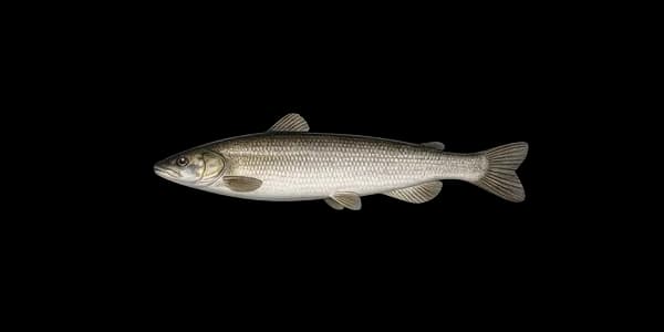 Lake whitefish