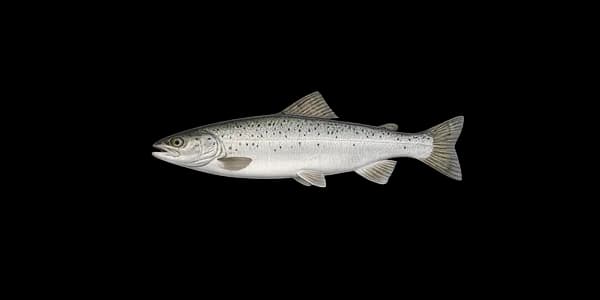 Landlocked Atlantic salmon