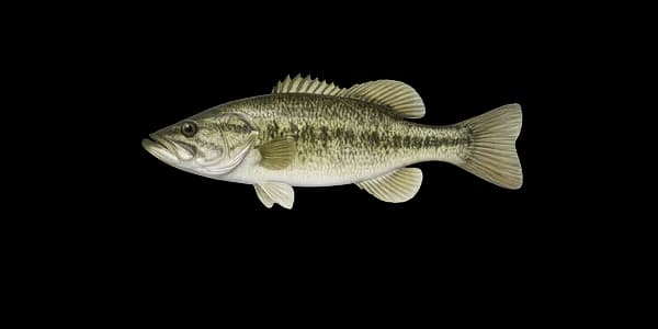 Largemouth bass