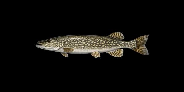 Northern pike — Esox lucius.