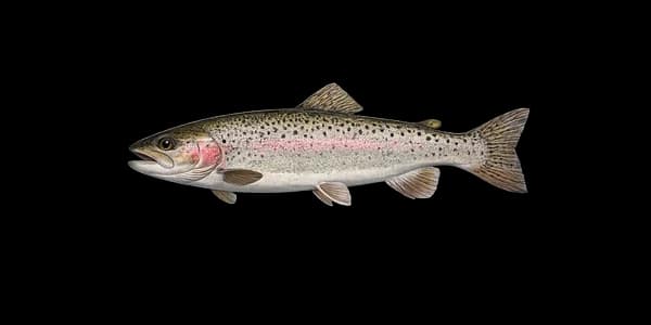 Rainbow trout