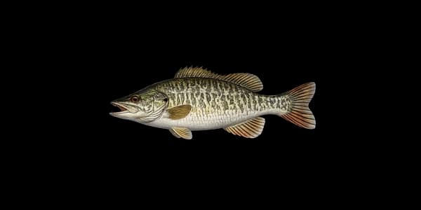Rock bass