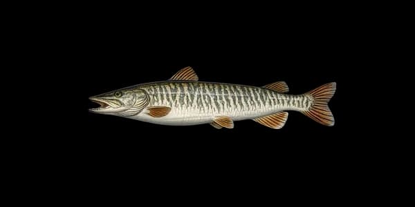 Tiger muskellunge