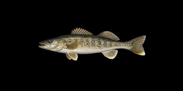 Walleye — Sander vitreus.