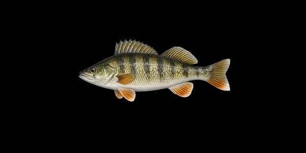 Yellow perch