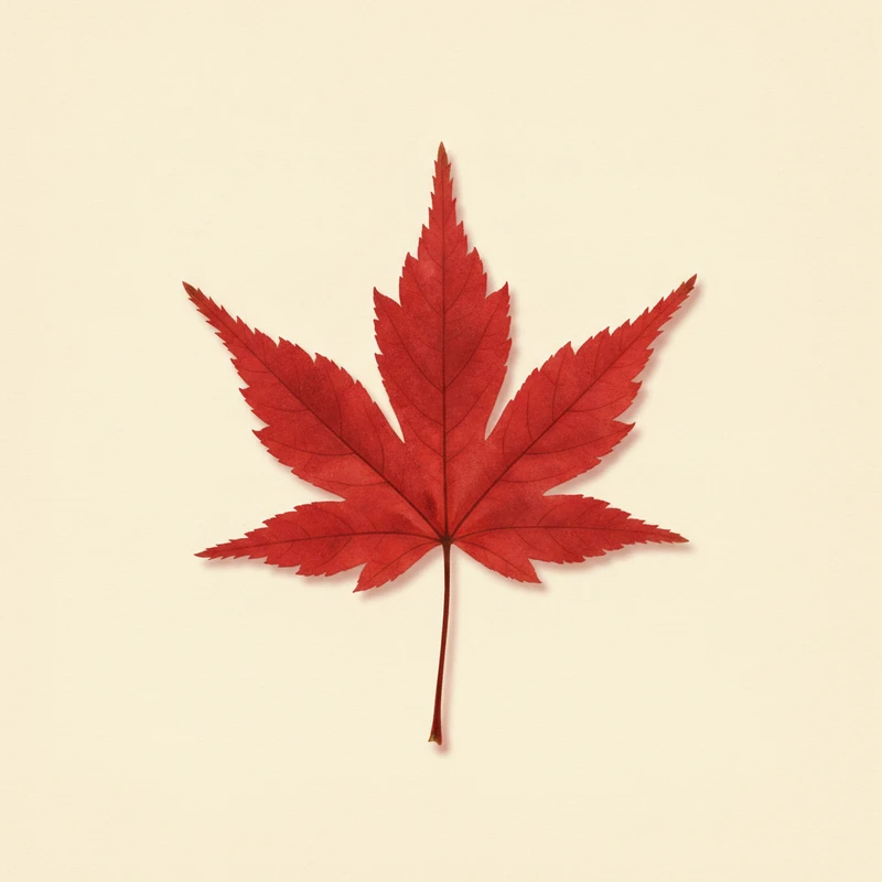 A red maple leaf at peak scarlet