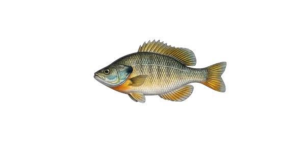 Bluegill — Lepomis macrochirus.