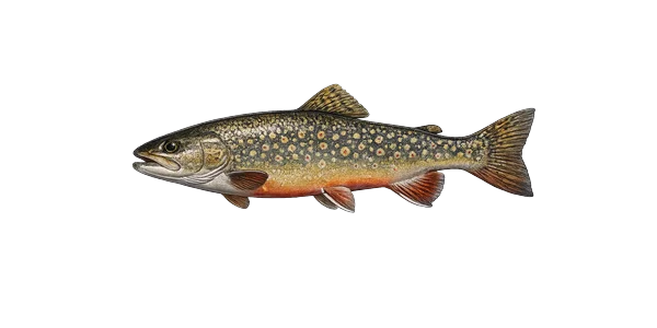 Brook trout