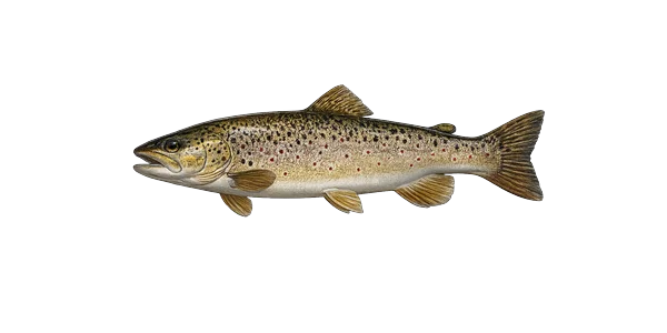 Brown trout