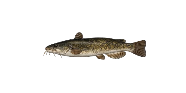 Bullhead