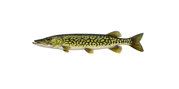 Chain pickerel
