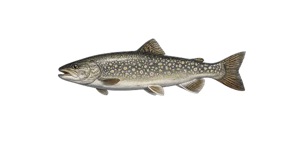 Lake trout