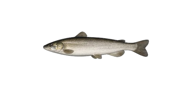 Lake whitefish