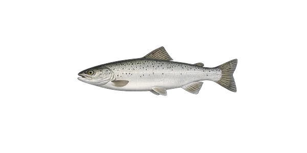 Landlocked Atlantic salmon