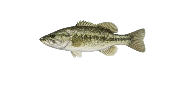 Largemouth bass