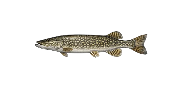 Northern pike