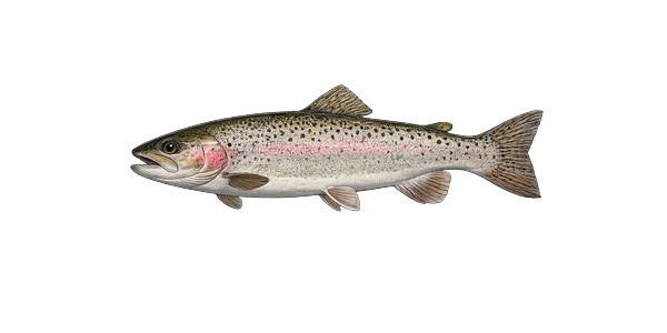 Rainbow trout