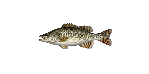 Rock bass
