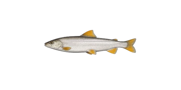 Round whitefish