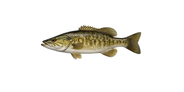 Smallmouth bass