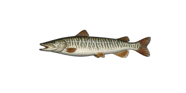 Tiger muskellunge