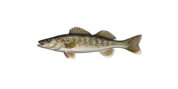 Walleye