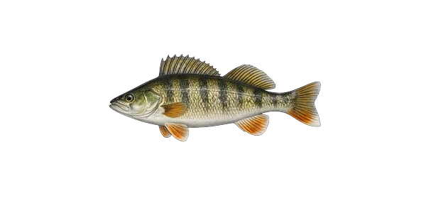 Yellow perch